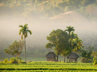 Rice paddy huts and trees in warm dawn mist, Lombok, Indonesia