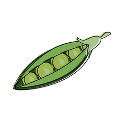 Fresh peas vegetable