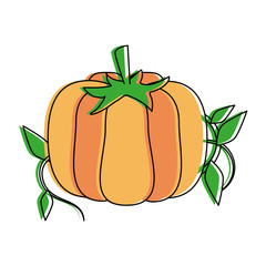 Fresh pumpkin vegetable
