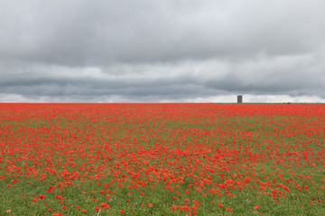 Field of poppies with cloudy sky and a stone tower in the distance. Wiltshire, UK.