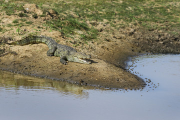 Marsh Crocodile - Crocodylus palustris, Sri Lanka