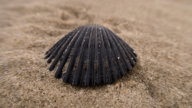 Black seashell on the beach