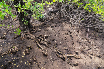 root of mangroves in mangrove forest