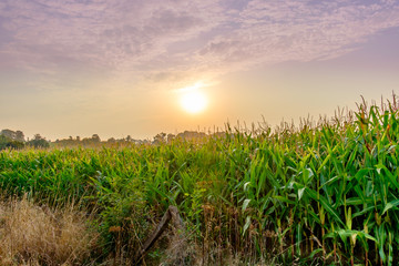 Edge of a Corn field in the Mayenne countryside in summer at sunset, France