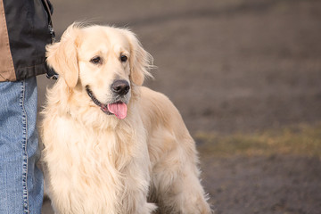 golden retrievers dog in obedience contest in belgium