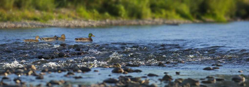 Canard Colvert en famille remontant le courant d'une rivi&egrave;re au printemps. dans les C&eacute;vennes en France.