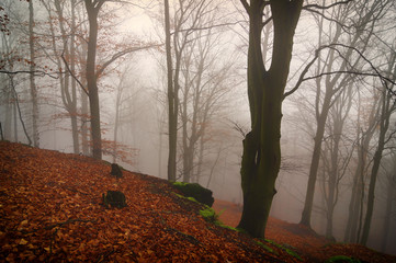 Autumn forest in the fog - 181944235