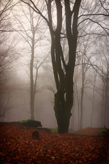 Autumn forest in the fog - 181944248