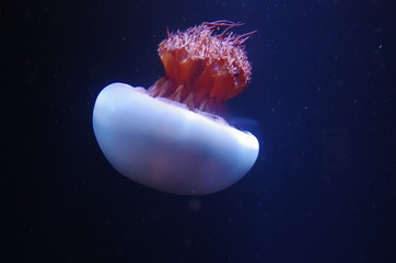 エチゼンクラゲ