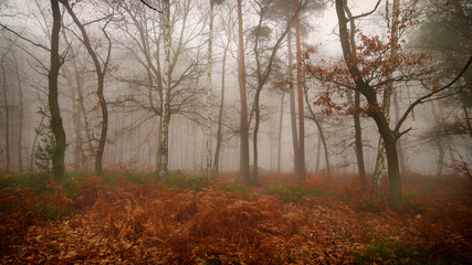 Autumn forest in the fog - 181944411