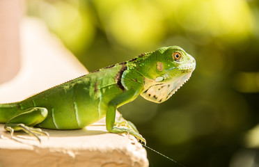 Small Green Iguana On Concrete Ledge