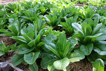 Vegetable garden in summer. Herbs, flowers . Eco friendly.
