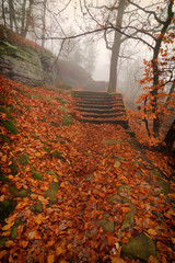 Old stairs of the forest path - 181944494