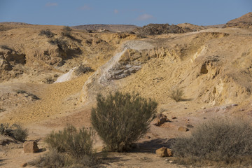 Bushes in desert, Kholot Tsivoniyim, Negev Desert, Israel