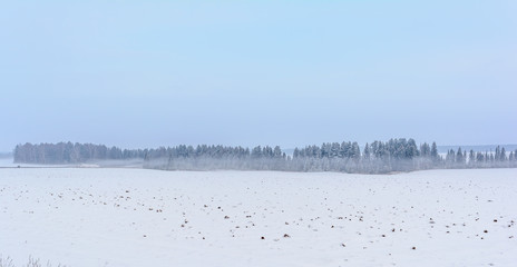 Fototapeta na wymiar Winter field, Fog in the field