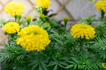 Close up of yellow Marigold