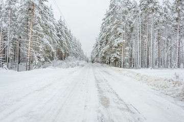 Winter Road, Trees, Snow Day