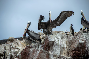 Paracas National Park in Peru
