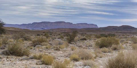 Naklejka premium Bushes in desert, Makhtesh Ramon, Negev Desert, Israel