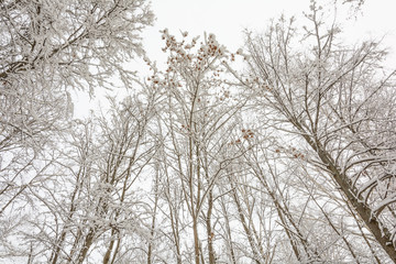 Fototapeta na wymiar Winter Forest, Grove, Trees in the snow, Maple Seeds in the snow, Branches in the snow