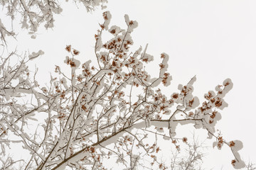 Branch of tree under snow, Maple seeds under snow