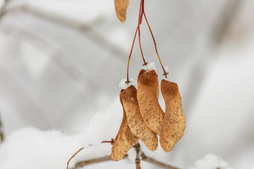Branch of tree under snow, Maple seeds under snow