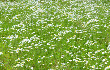  beautiful summer fresh natural landscape: a field of blooming daisy flowers
