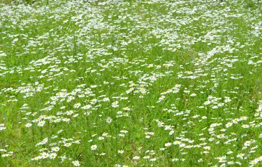 Photo sur Plexiglas Marguerites  beautiful summer fresh natural landscape: a field of blooming daisy flowers