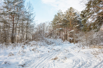 Winter Path in the Forest, Grove, Trees, Snow Day