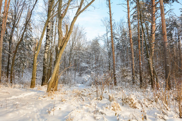 Winter Path in the Forest, Grove, Trees, Snow Day
