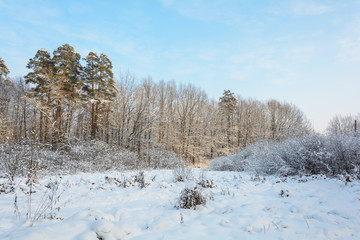 Winter Forest, Grove, Trees in the snow