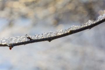 Melttted Snow on the Branch