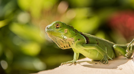 Small Green Iguana On Concrete Ledge