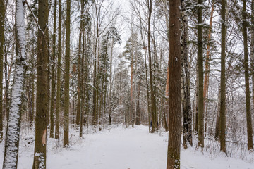 Fototapeta premium Winter Forest, Grove, Trees in the snow, Frozen River