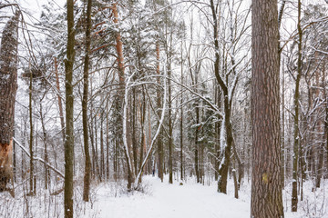 Winter Forest, Grove, Trees in the snow