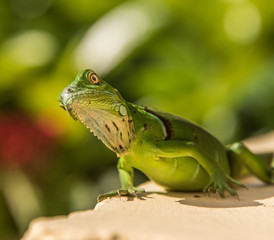 Small Green Iguana On Concrete Ledge