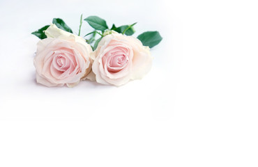 Pink rose petals isolated on white background for valentines day