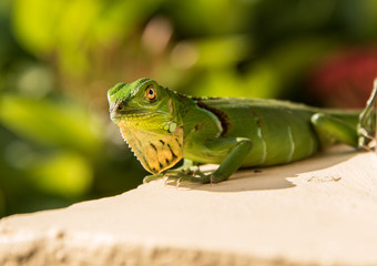 Small Green Iguana On Concrete Ledge