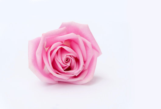 Pink rose petals isolated on white background for valentines day