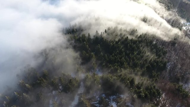 Amazing Landscape With Pine Forest under the Fog