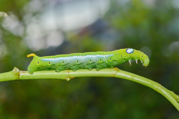 Green worm on the tree branch