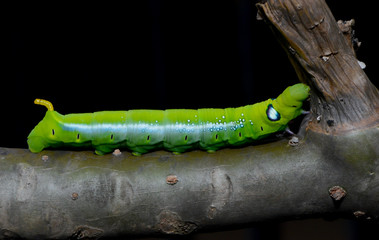 Green worm on the tree branch