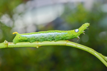 Green worm on the tree leaf