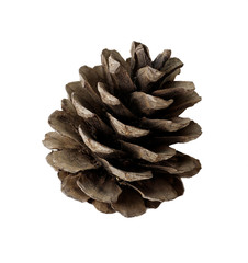 pine cone isolated white