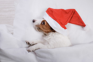 Dog Jack Russell Terrier lying on the bed in new year's cap 