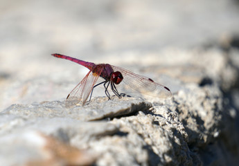 Libellula rossa, Sicilia