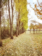 Fototapeta premium Viale d'autunno