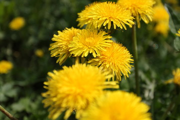 Beautiful yellow flowers, dandelions in the summer garden