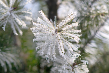 Fir tree branche covered with hoarfrost. Selective focus