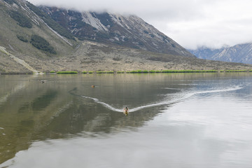 Ducks swim in the lake among the valley in New Zealand